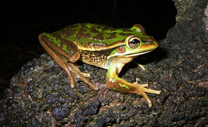Image: Adam Parsons Green and golden bell frog